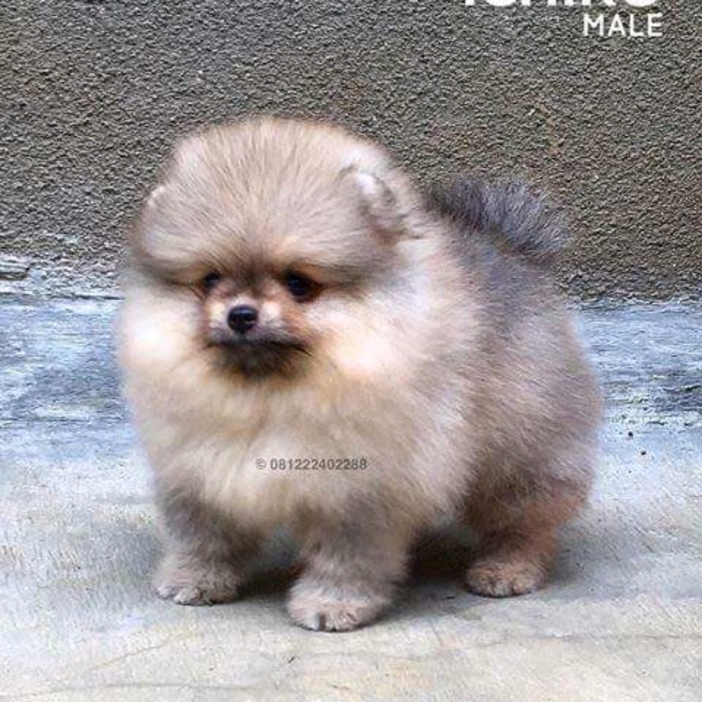 Meet your Posher, Martha